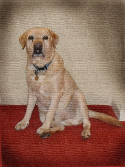 Charlie Goatman, a 9 nine year old Labrador who loves everyone