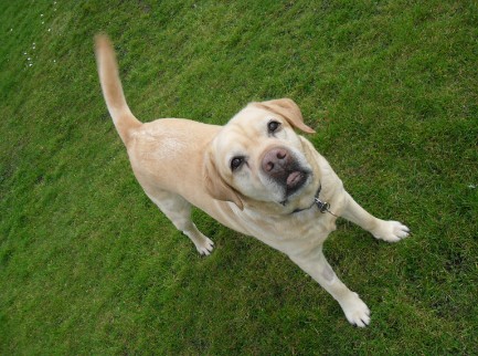 Charlie in the Garden. Beautiful