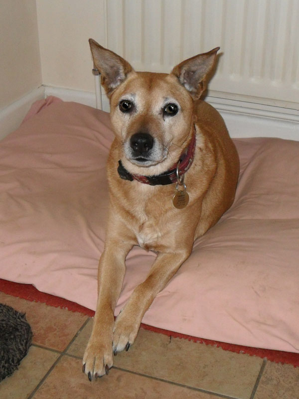 Amber, staffy cross aged 14