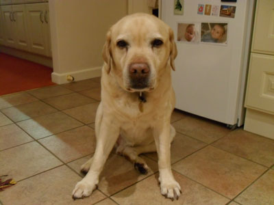 Guilty after eating the eggs