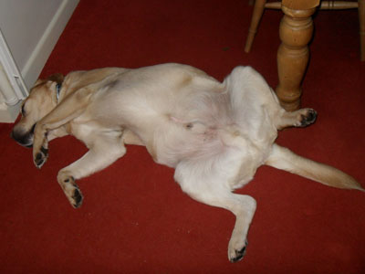 Charlie relaxing!