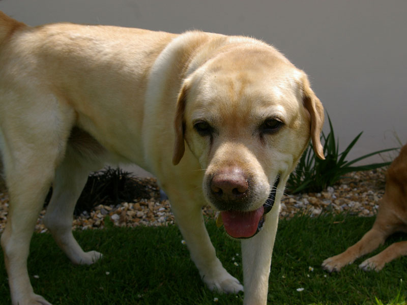 Charlie in the garden