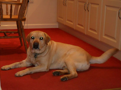 Charlie comfy in the dining room