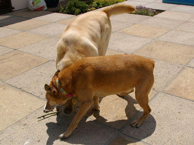 Charlie and Amber on the patio