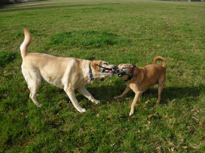 Charlie and Amber pulling a stick