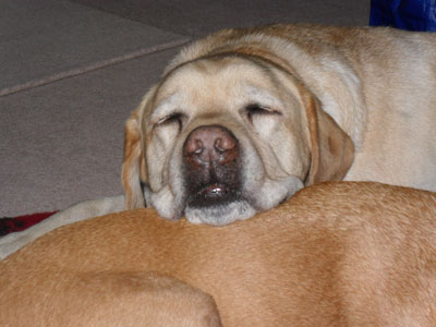 Charlie with Amber, his favourite pillow