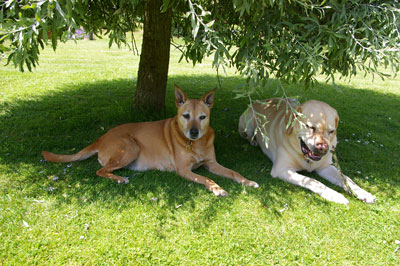 Dogs in the shade