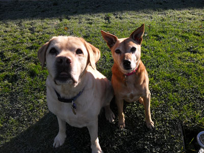 Dogs waiting for the biscuit