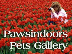 Visit Pawsindoors